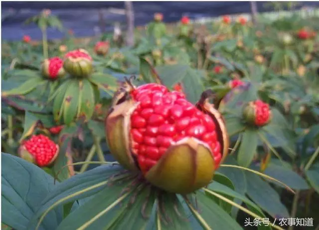 農村最昂貴的草藥,7片葉子才有一朵花,遇到了別忘挖回家 -