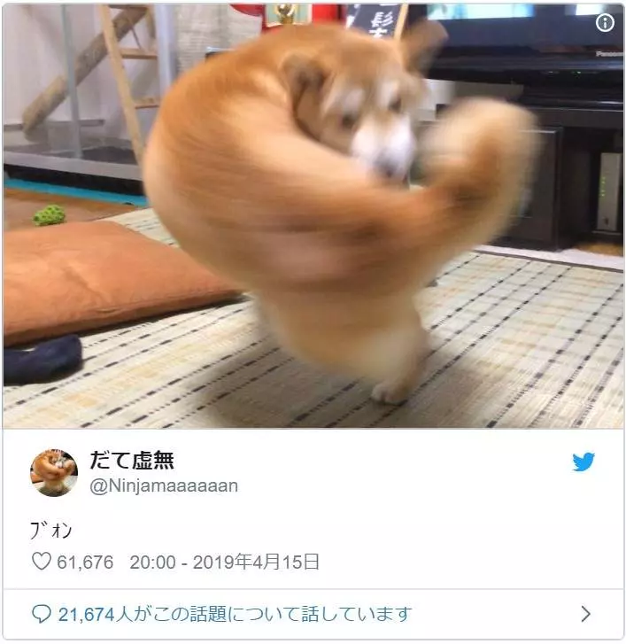 「毛孩版復仇者」各種超能力!「肌肉柴vs魔法師松鼠」網友笑翻:快出續集~