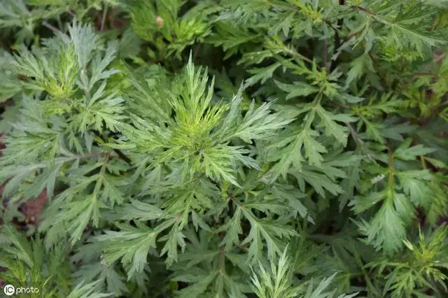 艾葉煮雞蛋可以防胃癌嗎?看看醫生怎麼說,艾葉有哪些傳統藥用價值?