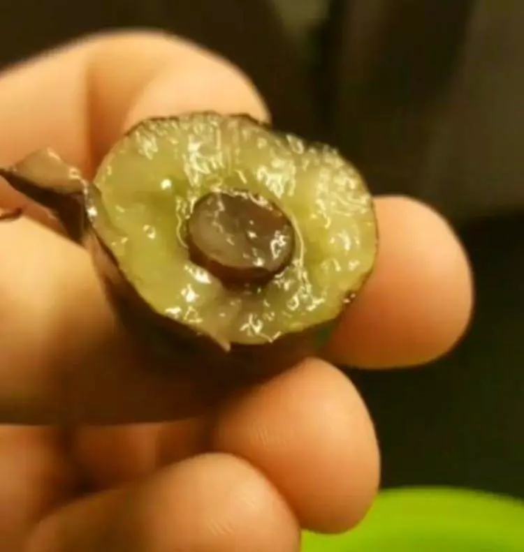 11個買到就賺翻的「內藏超級驚喜」商品 把木瓜切一半…裡面有3個木瓜寶寶!