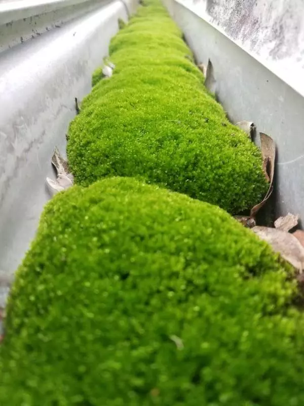 11個買到就賺翻的「內藏超級驚喜」商品 把木瓜切一半…裡面有3個木瓜寶寶!