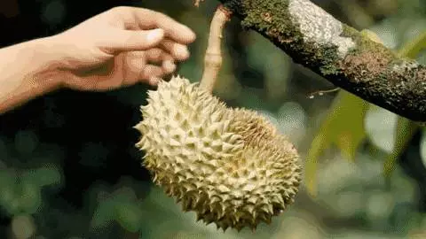 吃榴槤被查出酒駕?!在「」新加坡「」吃榴槤你一直要注意這些