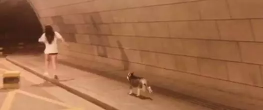 主人不小心摔倒,二哈拔腿朝家跑,二哈:主人你等著,我去叫人