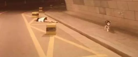 主人不小心摔倒,二哈拔腿朝家跑,二哈:主人你等著,我去叫人