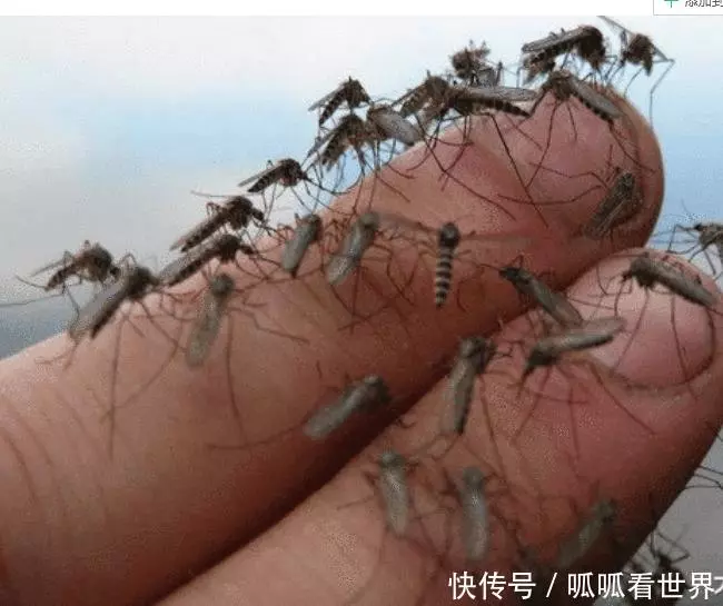 中國最大的蚊子製造廠, 用羊血喂小蚊子, 每個月放出去3000萬隻!