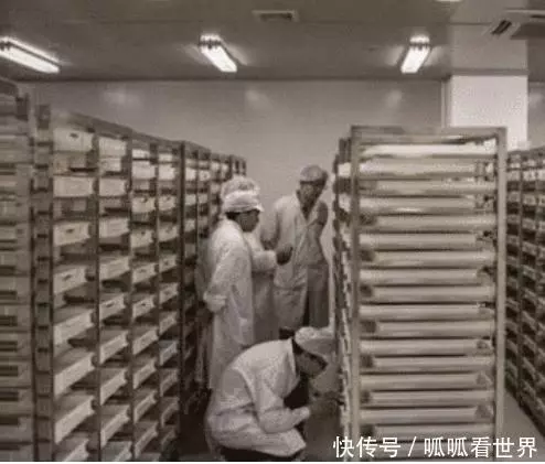 中國最大的蚊子製造廠, 用羊血喂小蚊子, 每個月放出去3000萬隻!