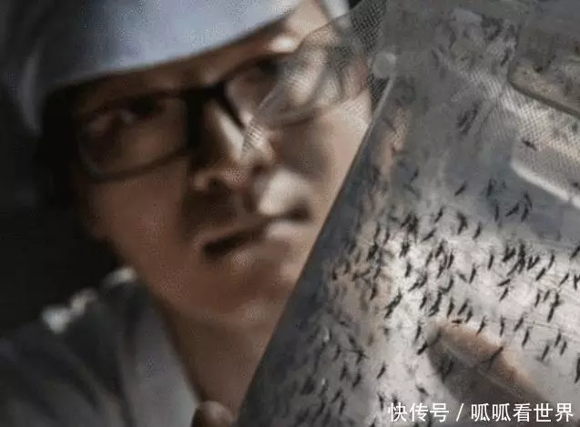 中國最大的蚊子製造廠, 用羊血喂小蚊子, 每個月放出去3000萬隻!