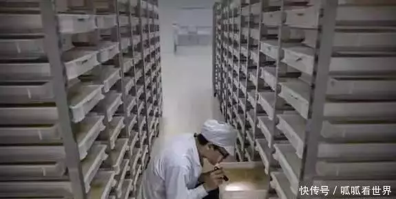 中國最大的蚊子製造廠, 用羊血喂小蚊子, 每個月放出去3000萬隻!