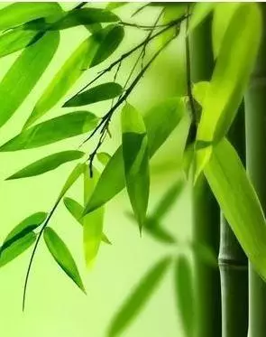 俗語:「虛心竹有低頭葉,傲骨梅無仰面花」,做人懂得低頭,才能出頭