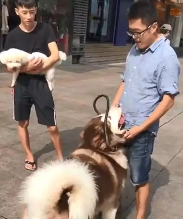 看到旁邊狗狗被主人抱,百斤阿拉斯加轉身暗示主人:我也想要抱抱