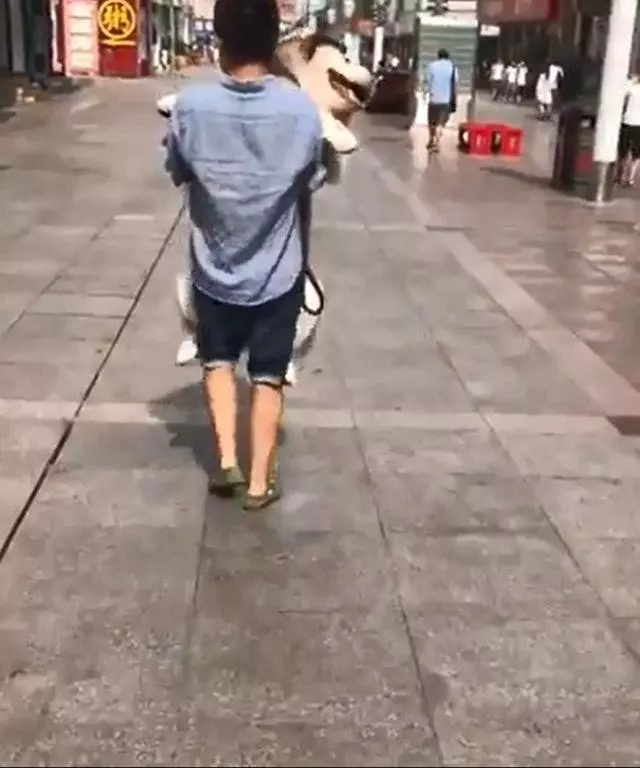 看到旁邊狗狗被主人抱,百斤阿拉斯加轉身暗示主人:我也想要抱抱