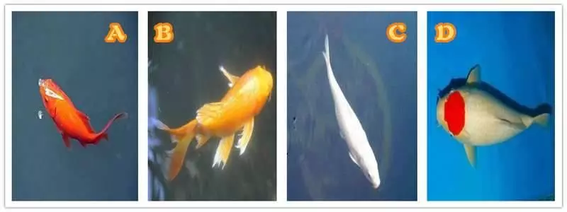 心理測試:4隻鯉魚,哪只能越過龍門?測你能不能翻身當老闆