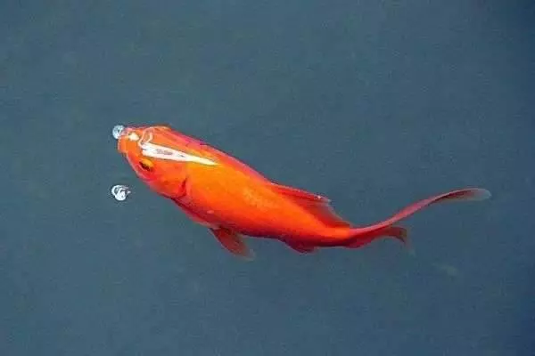 心理測試:4隻鯉魚,哪只能越過龍門?測你能不能翻身當老闆
