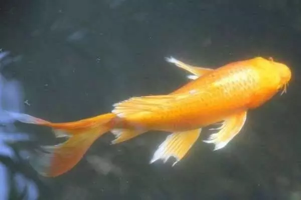 心理測試:4隻鯉魚,哪只能越過龍門?測你能不能翻身當老闆