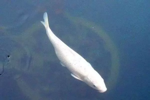 心理測試:4隻鯉魚,哪只能越過龍門?測你能不能翻身當老闆