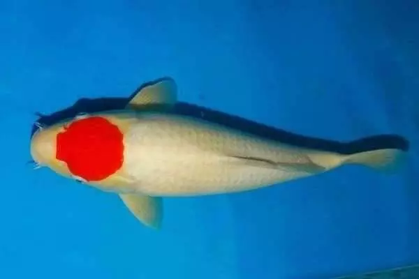 心理測試:4隻鯉魚,哪只能越過龍門?測你能不能翻身當老闆