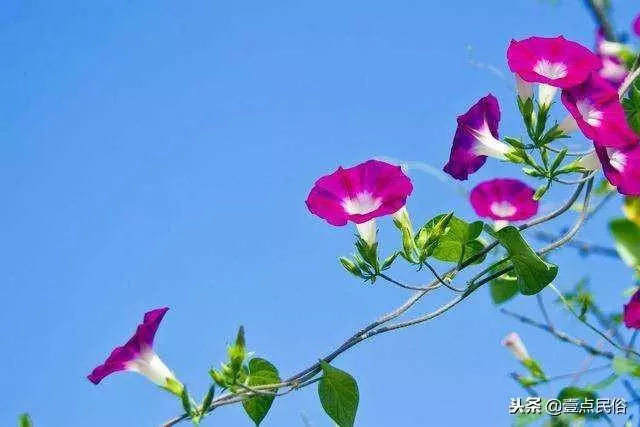 一種生肖一種花,看看你是哪一朵!