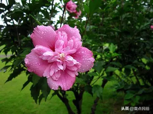 一種生肖一種花,看看你是哪一朵!