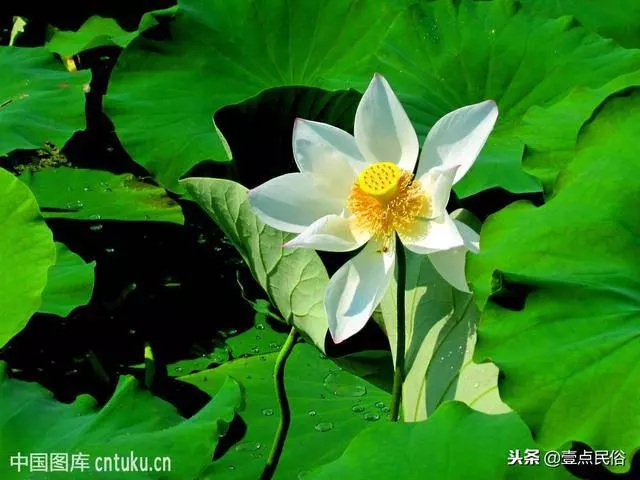 一種生肖一種花,看看你是哪一朵!