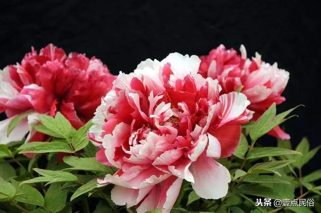 一種生肖一種花,看看你是哪一朵!