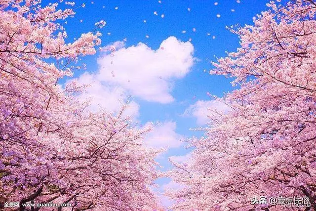 一種生肖一種花,看看你是哪一朵!