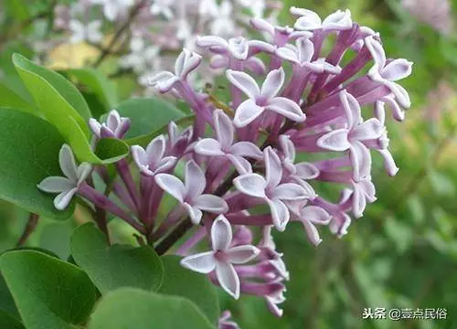 一種生肖一種花,看看你是哪一朵!