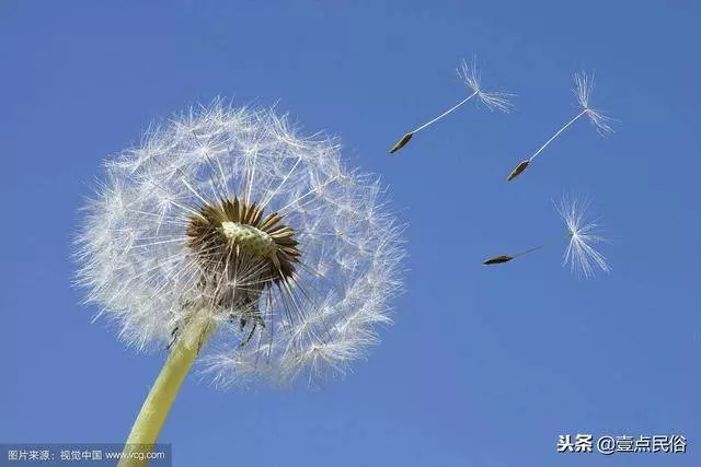 一種生肖一種花,看看你是哪一朵!