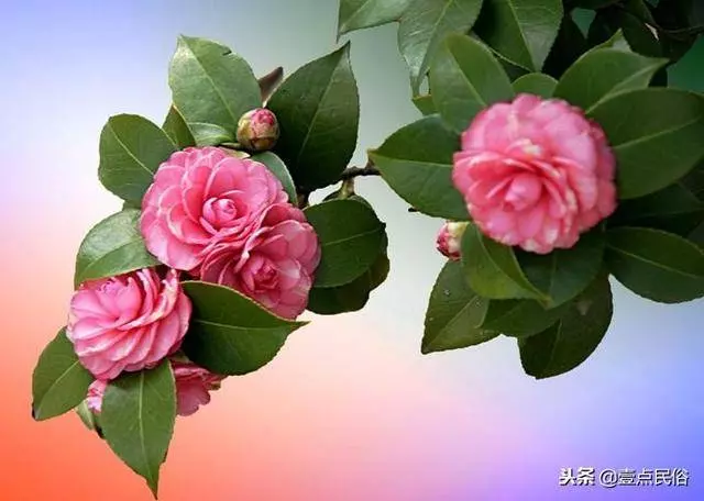 一種生肖一種花,看看你是哪一朵!