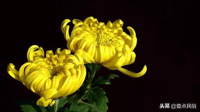 一種生肖一種花,看看你是哪一朵!