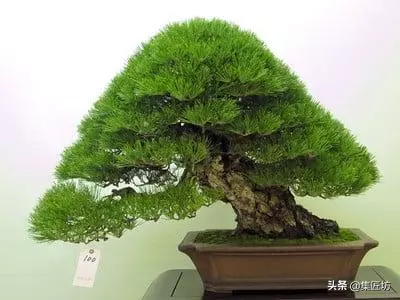 短針逼芽,松類盆景創作的基本技法!黑松短針後管理及失敗原因!