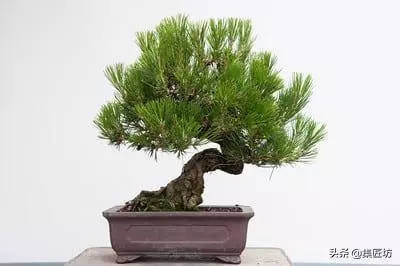 短針逼芽,松類盆景創作的基本技法!黑松短針後管理及失敗原因!