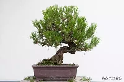 短針逼芽,松類盆景創作的基本技法!黑松短針後管理及失敗原因!