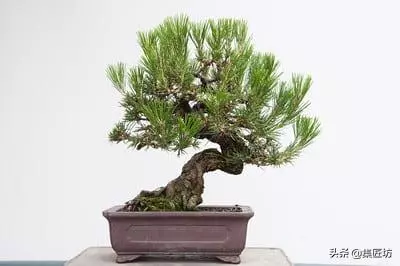 短針逼芽,松類盆景創作的基本技法!黑松短針後管理及失敗原因!