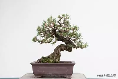 短針逼芽,松類盆景創作的基本技法!黑松短針後管理及失敗原因!