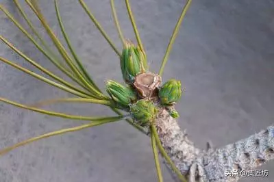 短針逼芽,松類盆景創作的基本技法!黑松短針後管理及失敗原因!