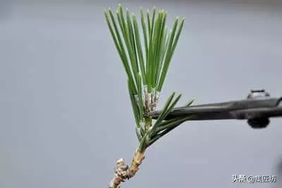短針逼芽,松類盆景創作的基本技法!黑松短針後管理及失敗原因!