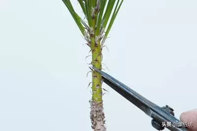 短針逼芽,松類盆景創作的基本技法!黑松短針後管理及失敗原因!