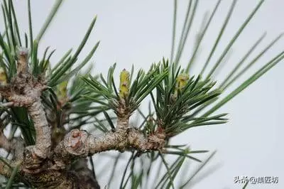 短針逼芽,松類盆景創作的基本技法!黑松短針後管理及失敗原因!