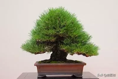 短針逼芽,松類盆景創作的基本技法!黑松短針後管理及失敗原因!
