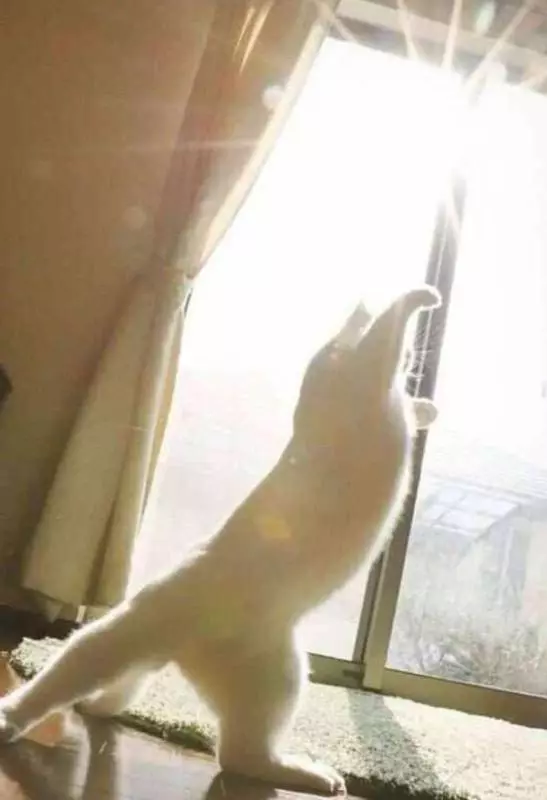 動物界復仇者來了! 右鉤拳柴犬率領「超能力動物」每隻都不好惹