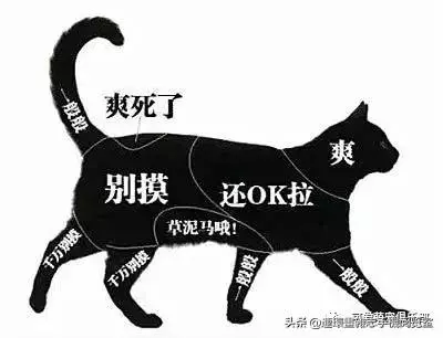 摸貓的頭,對貓來說又意味著什麼呢?