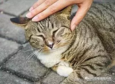 摸貓的頭,對貓來說又意味著什麼呢?