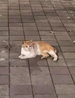 霸氣流浪貓等路人餵罐頭,豪邁地張開雙腿,肚子上的肥肉都拖地了