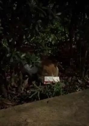霸氣流浪貓等路人餵罐頭,豪邁地張開雙腿,肚子上的肥肉都拖地了
