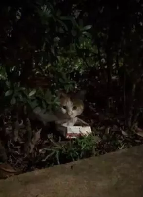 霸氣流浪貓等路人餵罐頭,豪邁地張開雙腿,肚子上的肥肉都拖地了