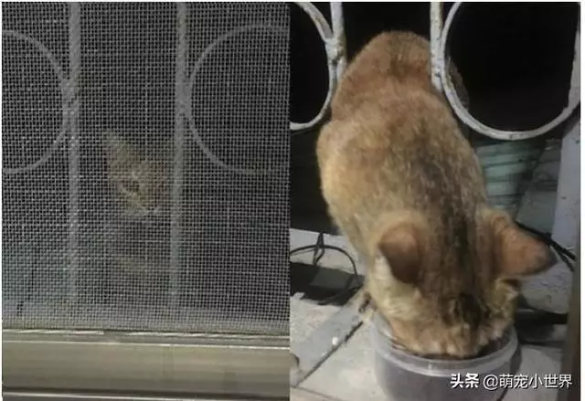 網友「若若」家中有一位可愛的食客「冬瓜」,這只浪浪平常都在街上生活,但是每天都會固定來報到,靜靜地在那兒守候、