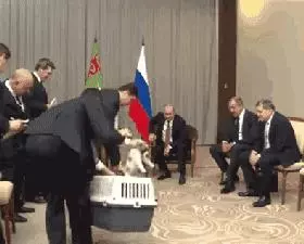 是不是真正愛狗,看抱狗的動作就知道了!
