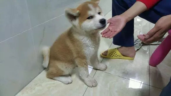 花800買的柴犬,養了一個月後,越看越絕得哪裡不太對勁!