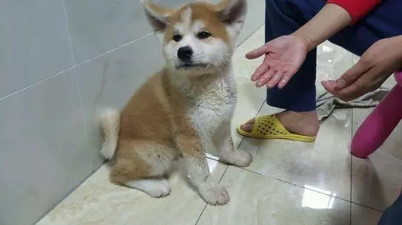 花800買的柴犬,養了一個月後,越看越絕得哪裡不太對勁!