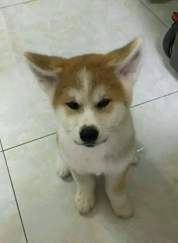花800買的柴犬,養了一個月後,越看越絕得哪裡不太對勁!